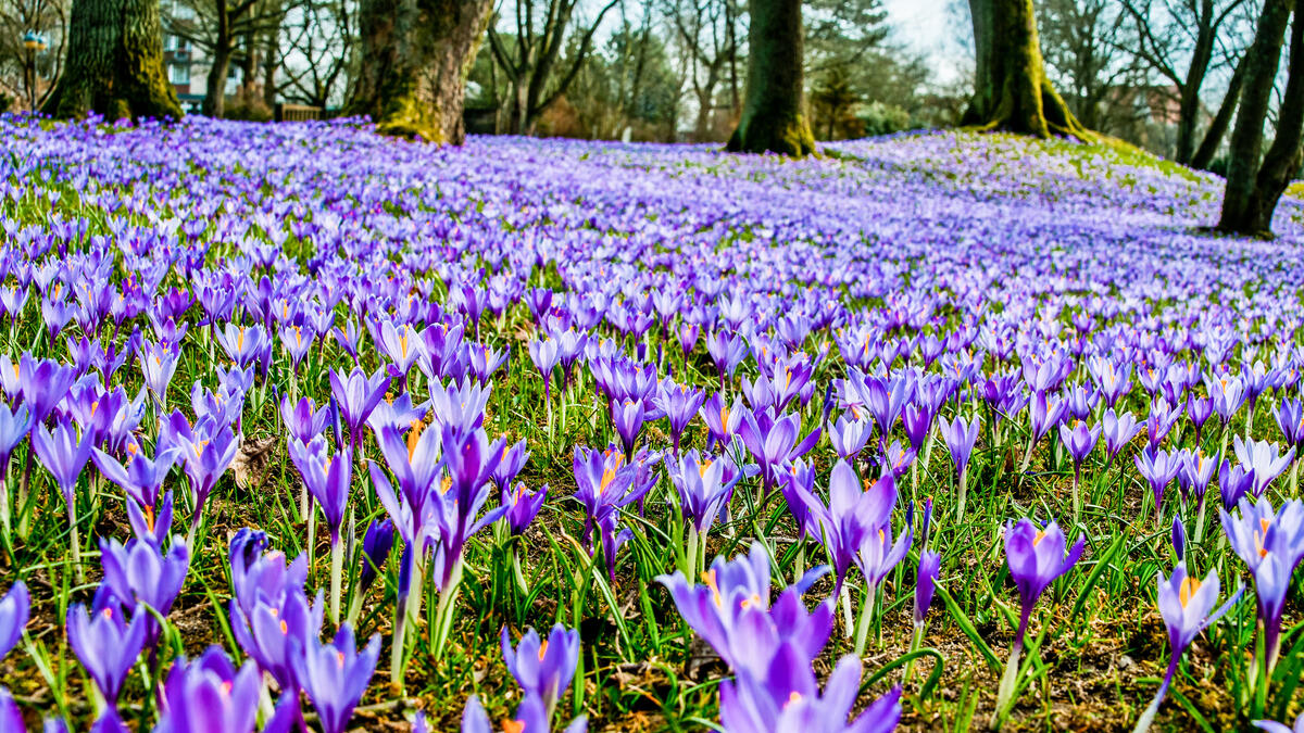 Krokusse
